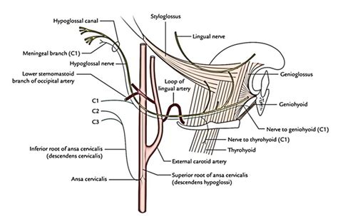 Easy Notes On 【Hypoglossal Nerve】Learn in Just 3 Minutes!