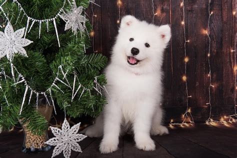 Premium Photo Samoyed Puppy With Christmas Tree Christmas Greeting