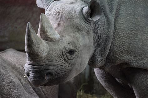 1,000+ Free Rhino & Rhinoceros Images - Pixabay