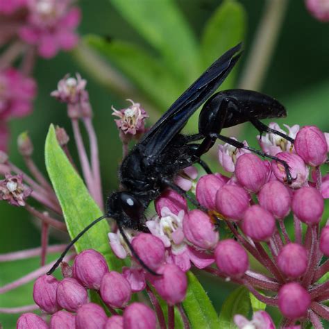Great Black Wasp (Sphex pensylvanicus) Specimens - Insects of Iowa