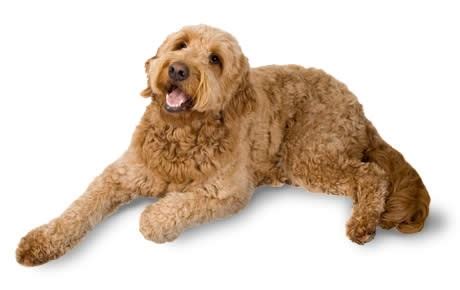 Goldendoodle Guide - Breed Temperament & More | Canna-Pet