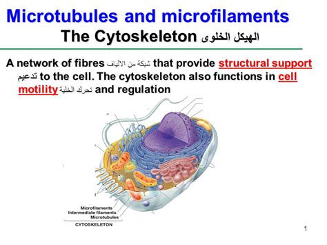 Microtubules In A Cell Diagram