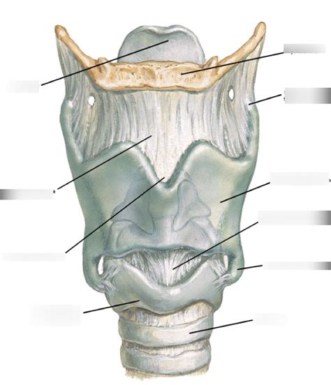 Anterior View Cartilage Of Larynx Diagram Quizlet