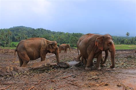 Pinnawala Elephant Orphanage - Bohemian Vagabond - Jacki Ueng