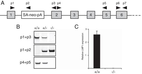 Generation Of Lmf Mice A Schematic Illustration Of The Novel