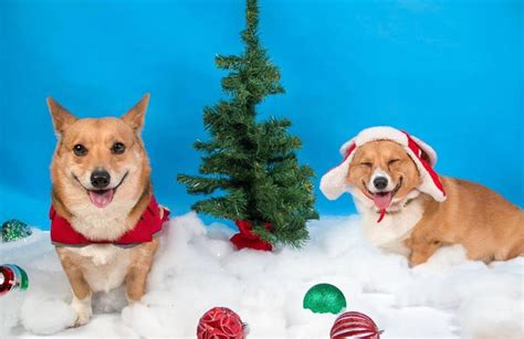 An Even Better Corgi Christmas | Corgi, Corgi christmas, Animals