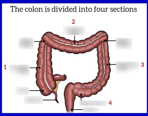 Sections Of The Colon Diagram Quizlet