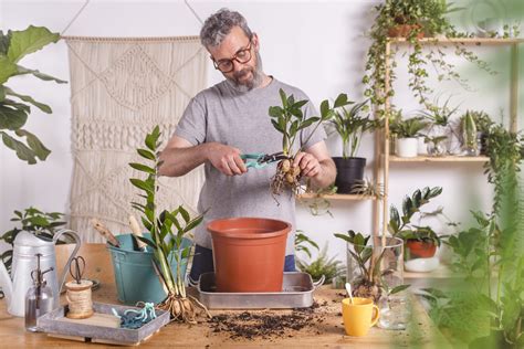 Faut Il Vraiment Tailler Ses Plantes Au Printemps