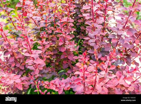 Berberis Vulgaris Hi Res Stock Photography And Images Alamy