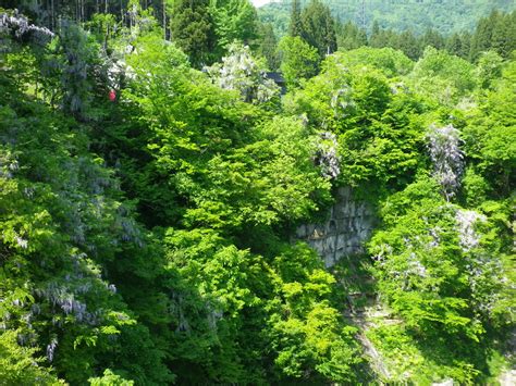 藤が綺麗に咲いています！ 白い森おぐに通信 山形県小国町観光ガイド Ogumogu（おぐもぐ）