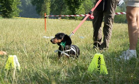 Monza Giugno La Strabassotti Levento Dedicato Ai Bassotti Di