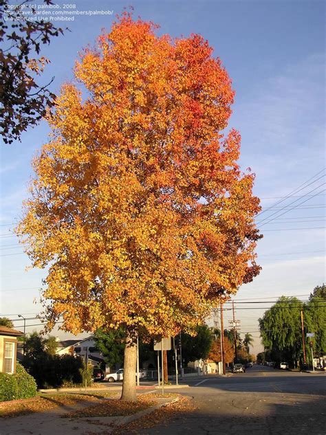 Plantfiles Pictures Sweetgum Red Gum Liquid Amber Liquidambar