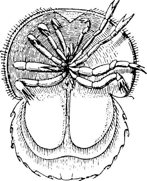 Horseshoecrab Png Vector Psd And Clipart With Transparent Background
