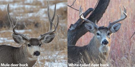 Mule Deer Vs White Tailed Deer 8 Key Differences Nature Blog Network