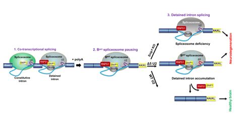 Neurodegenerative Diseases Tsinghua University School Of Medicine