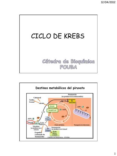 Pdf Ciclo De Krebs Facultad De Odontologia Ubaodon Uba Ar Uacad