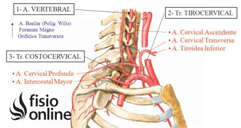 Ramas De La Arteria Vertebral