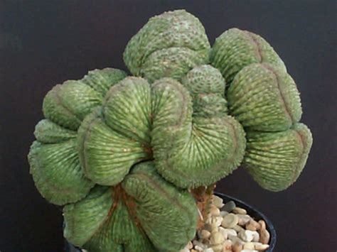 Euphorbia Obesa Cristata World Of Succulents