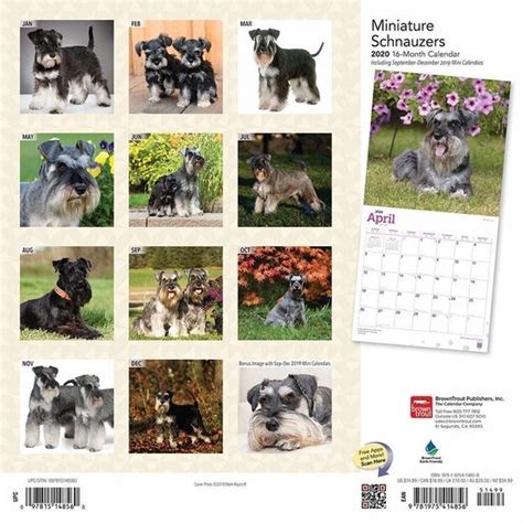 Schnauzers Miniature Intl Square Wall Calendar Bol