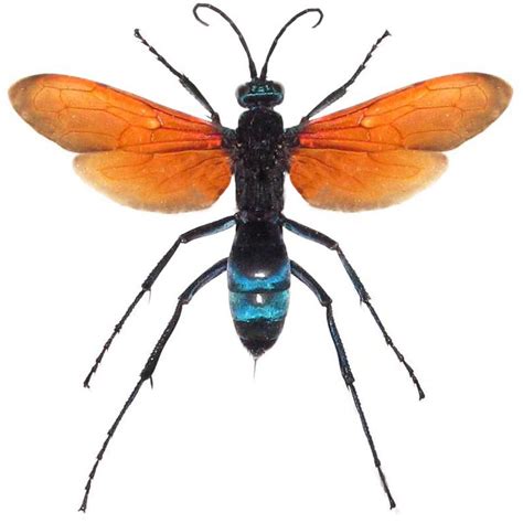 Bicbugs Pepsis Formosa Tarantula Hawk Wasp Orange Form Arizona