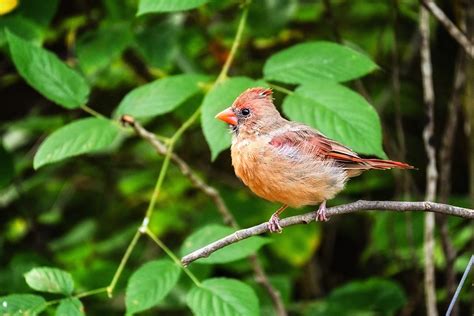 Female Cardinal Bird Perched - Free photo on Pixabay