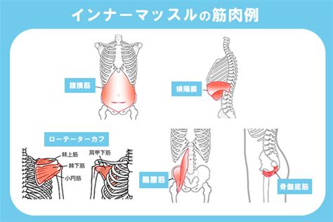 【初心者女性向け】インナーマッスルの鍛え方！簡単なトレーニング方法は？ トレーニング ×スポーツ『melos』