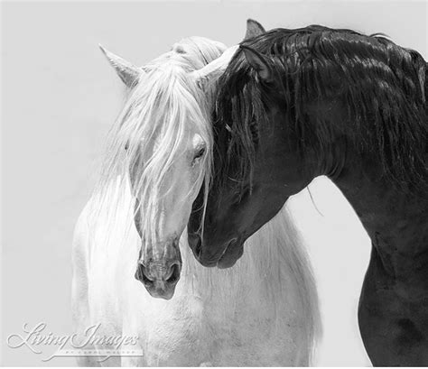 Pin By Patricia Denny On Horses Horse Photography White Horse