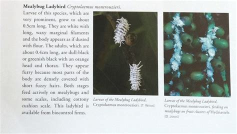 Mealybug Ladybird Information In Pests Diseases Ailments And Allies Of Australian Plants