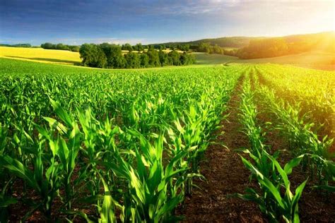 Biointensive Farming Importance Examples And Principles Conserve