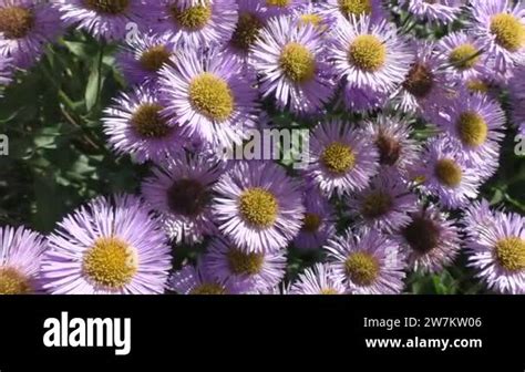 Aster alpinus, or Aster false (Aster alpinus) is a species of ...