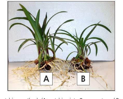 Figure 3 From Vegetative Propagation Of Amaryllishippeastrum ×