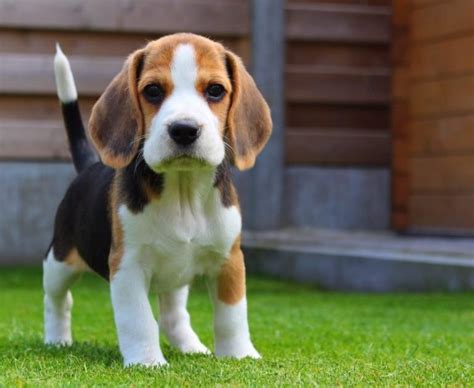 Beagle Sabueso Y Cazador Pero Adorable Kennel Club Argentino