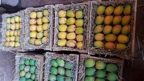 Green Organic Ratnagiri Alphonso Mangoes Carton Packaging Size Kg