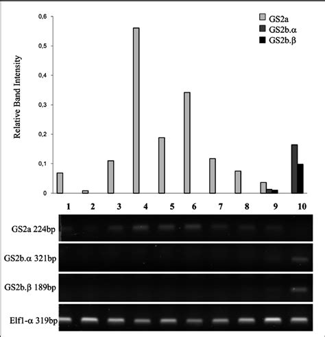 Semi Quantitative Rt Pcr Analysis Of Gs2 Trancripts In Different Organs Download Scientific