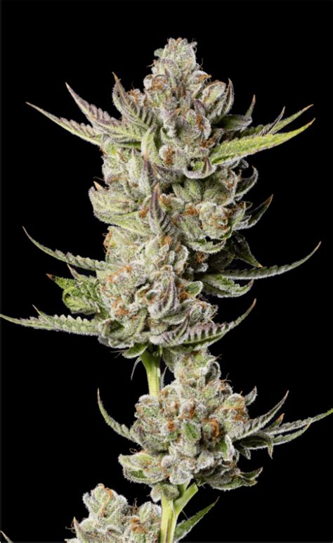 CARIBBEAN COOKIES – Clone Guy