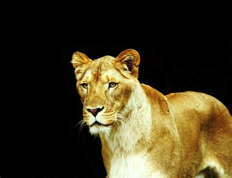 Lioness Lion Big Cat Free Photo On Pixabay