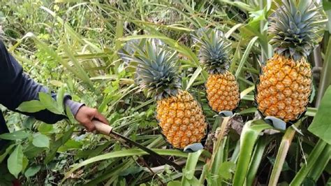 HUNTING NANAS LIAR DAN KELAPA MUDA JAP Indonesia Sumatera