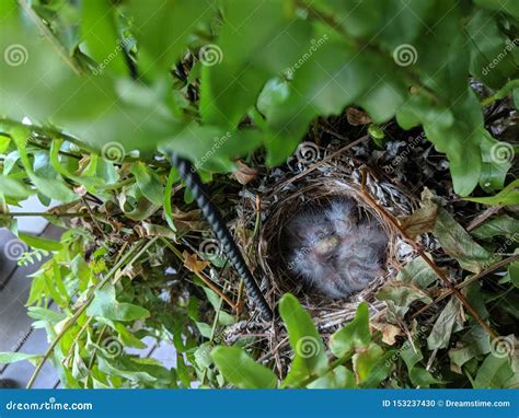 Baby birds stock photo. Image of babybirds, nature, nest - 153237430