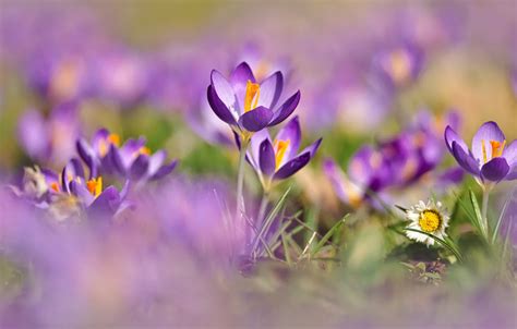 Wallpaper Flowers Glade Spring Crocuses Bokeh Ftoletovye For