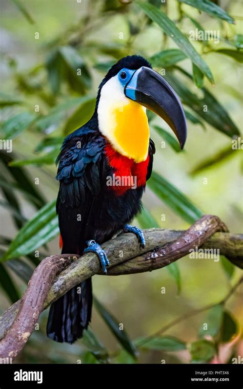 Channel billed toucan Stock Photo - Alamy