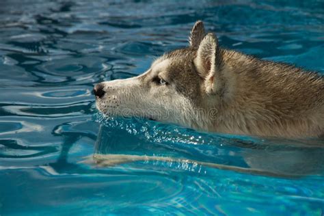 Syberyjskiego Husky Szczeniak Zdjęcie Stock Obraz złożonej z uroczy