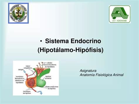 Ppt Sistema Endocrino Hipot Lamo Hip Fisis Powerpoint Presentation