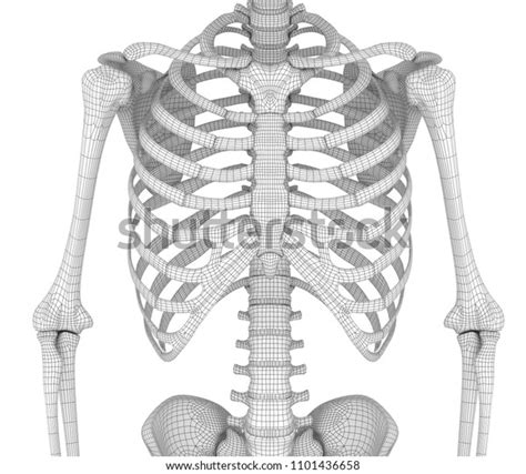 Human Skeleton Breast Chest D Render Ilustraci N De Stock