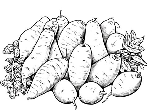 Sweet Potatoes Coloring Sheet Coloring Page