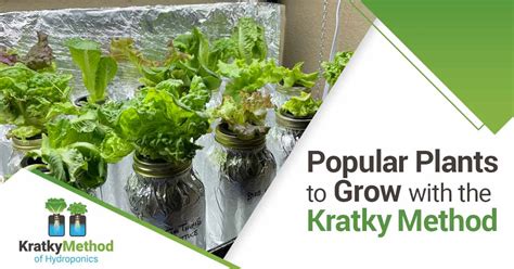 Why Kratky Hydroponics is Most Efficient - Kratky Method of Hydroponics Simplified | Master the ...