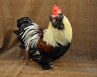 Faverolles Chicken - The Livestock Conservancy