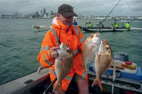 Where To Find Snapper In The Hauraki Gulf The Fishing Website