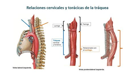 Tráquea relaciones cervicales y torácicas YouTube