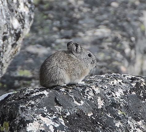 Large Eared Pika Alchetron The Free Social Encyclopedia