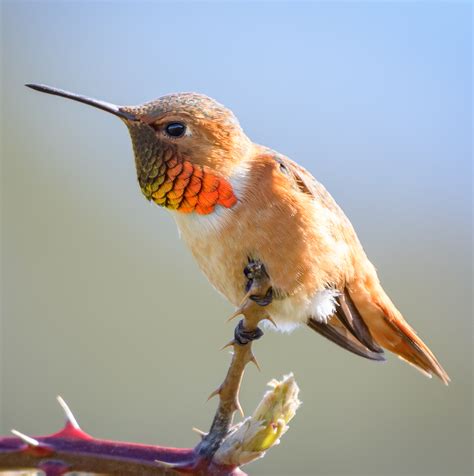 All 4 Hummingbirds in Missouri [With Pictures & Maps]